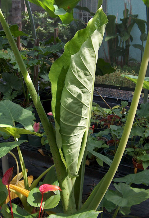 Alocasia sarawakensis pic 2