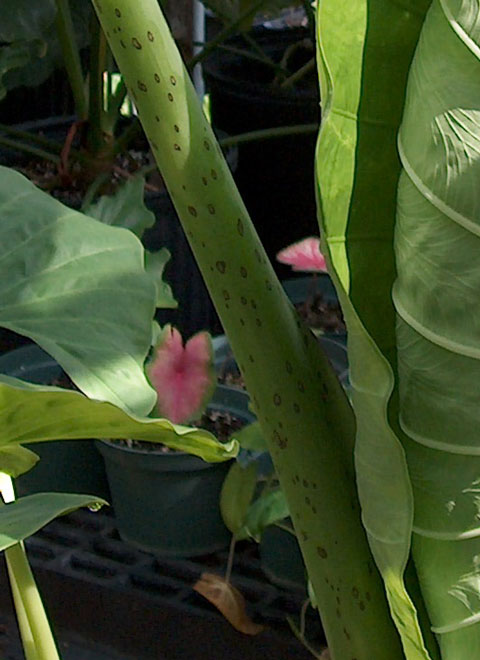 Alocasia sarawakensis petiole