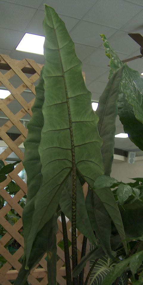 Alocasia tigrina leaf
