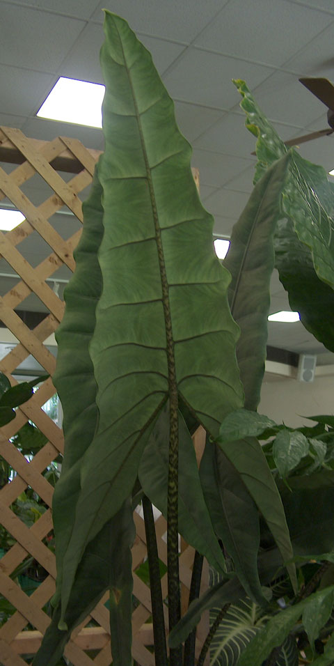 Aroidia Research = Aroid, Araceae, Alocasia, Philodendron ...