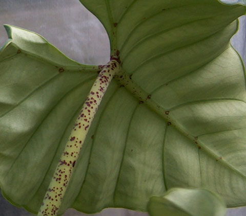 Alocasia villeneuvii leaf
