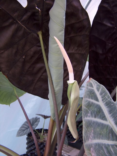 Alocasia watsoniana inflorescence