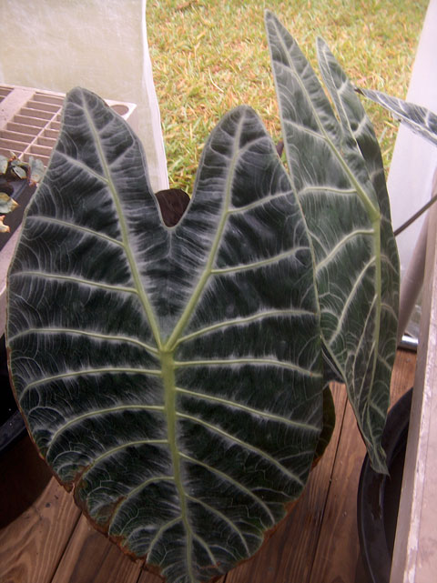 Alocasia watsoniana leaves