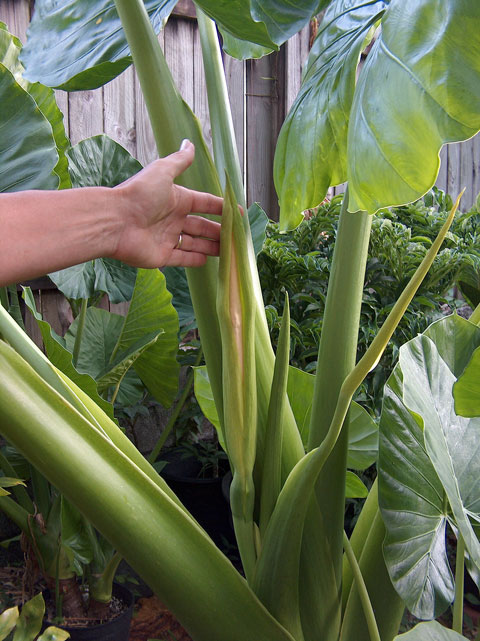 Alocasia Big Mac inflorescence