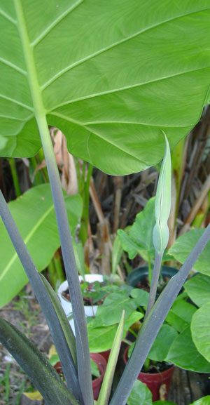 Alocasia odora Blue