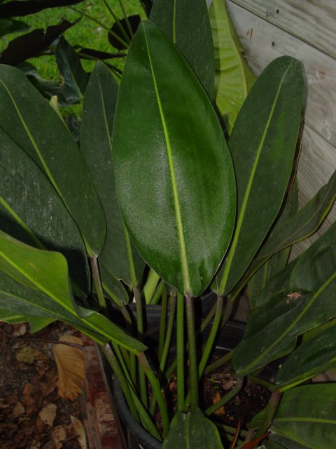 Philodendron callosum