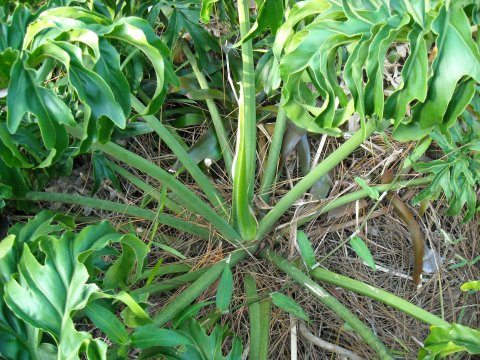 Thaumatophyllum Chumley Curly stem