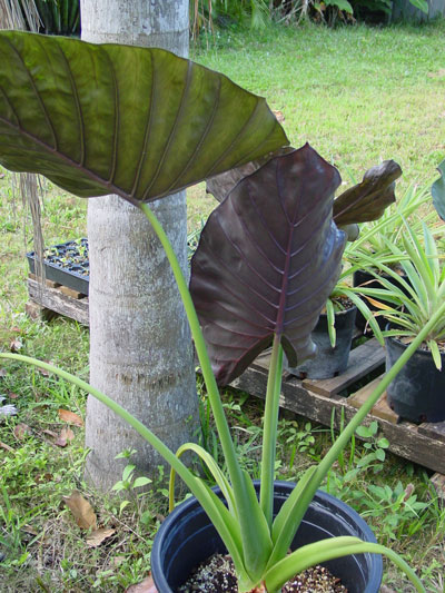 Alocasia 