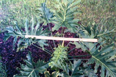 Dwarf Selloum plant