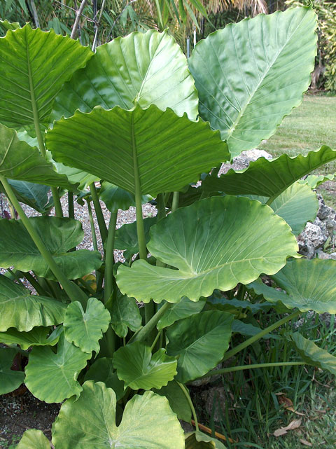 Alocasia gageana pic 1