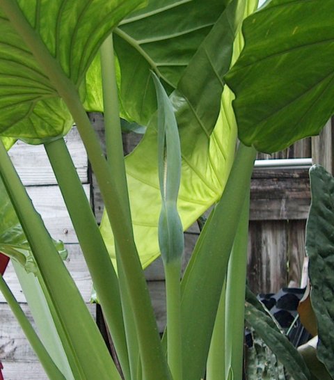 Alocasia Green Giant inflorescence