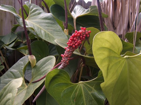 Anthurium sp. #2 berries