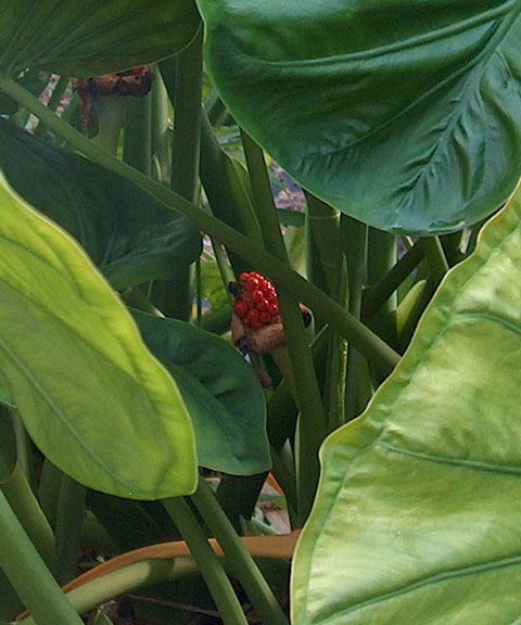 Alocasia odora Indian berries