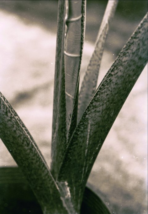 Alocasia macrorrhizos petioles