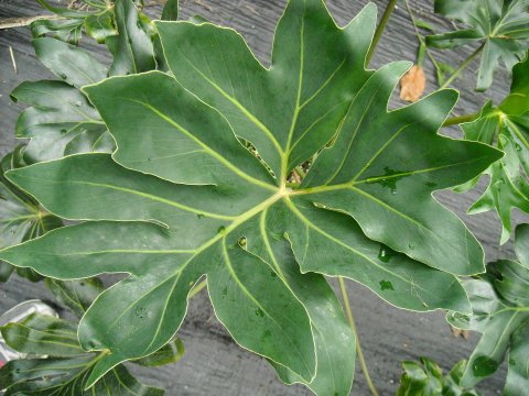 Philodendron adamantinum leaf