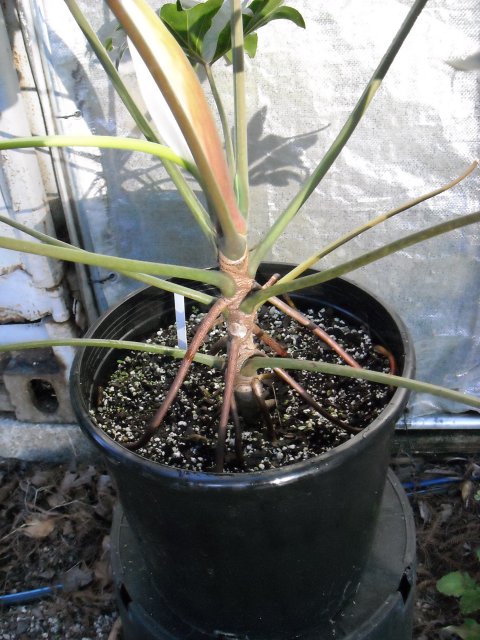 Philodendron adamantinum stem