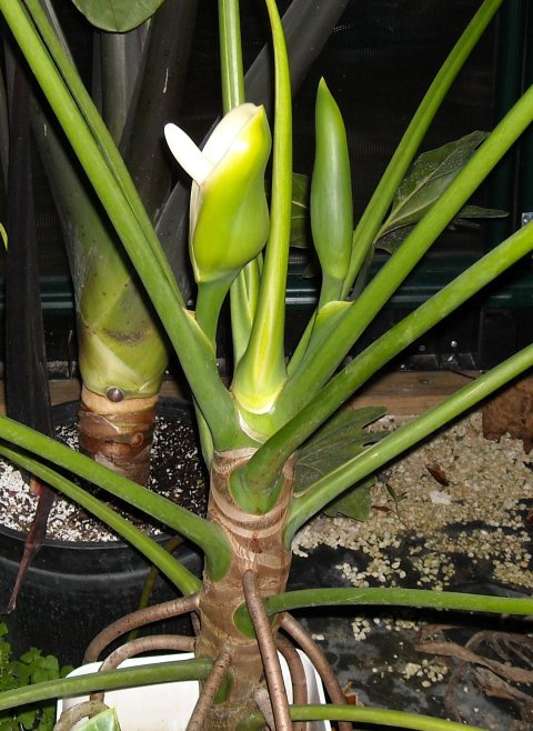 Philodendron paludicola bloom 1