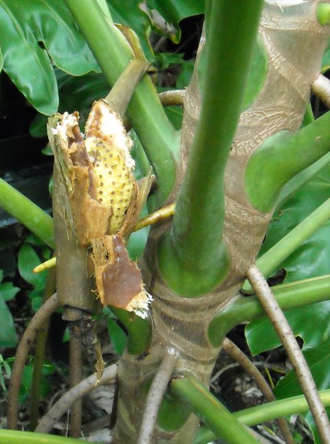 Philodendron paludicola fruiting
