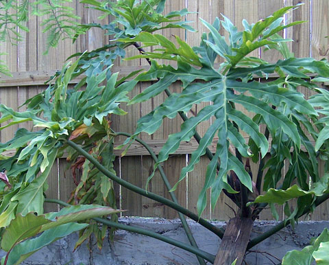 Philodendron sp. 'vining bipinnatifidum'