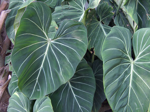 Philodendron gloriosum