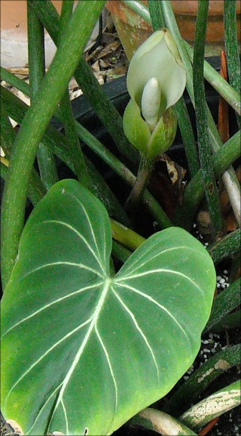 Philodendron gloriosum bloom