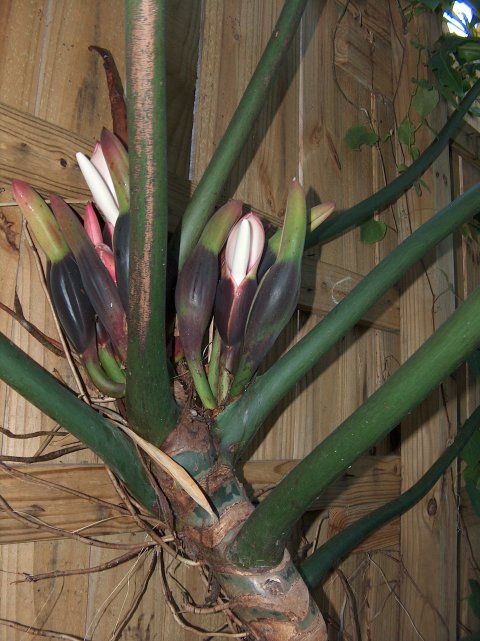 Philodendron inflorescences