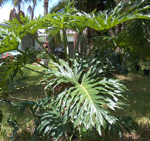 Philodendron mello-barretoanum