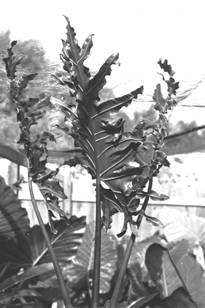 Alocasia portei