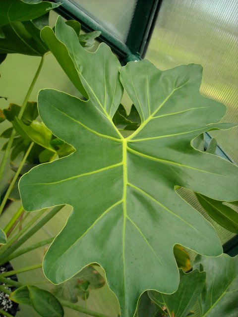 Philodendron saxicola leaf