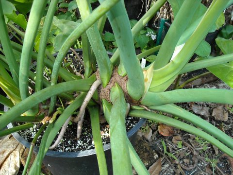 Philodendron tweedianum stem
