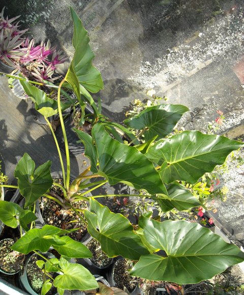 Thaumatophyllum uliginosum