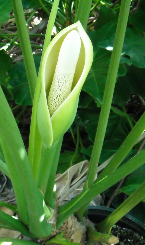 Thaumatopyllum species B bloom
