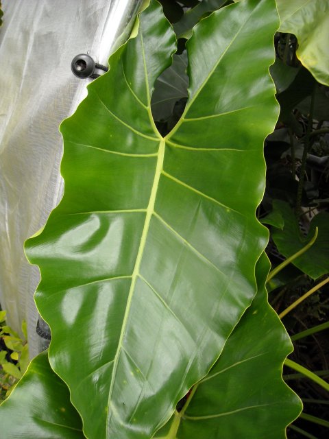 Philodendron williamsii leaf