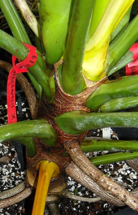 Philodendron williamsii stem