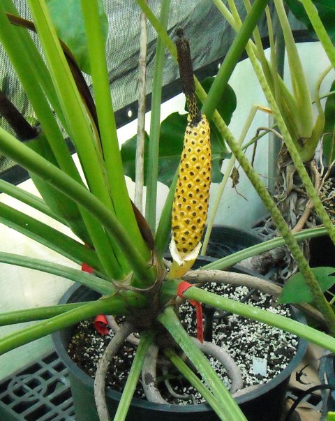 Philodendron williamsii fruit