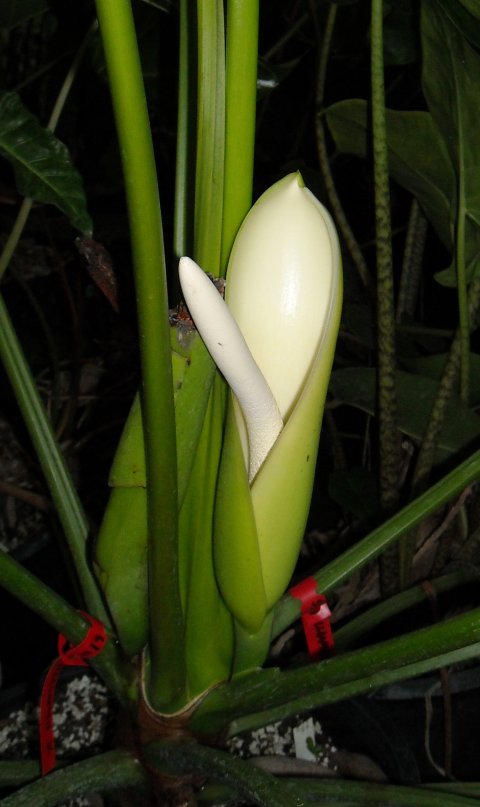 Philodendron williamsii bloom
