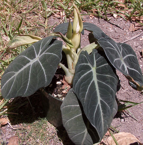 Alocasia reginula