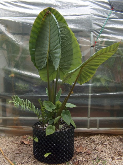Alocasia robusta upright