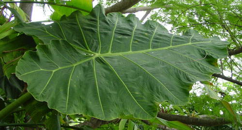 Alocasia vangiego leaf